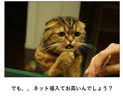 お高いんでしょう、という顔をする猫